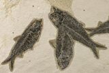 Shale With Five, Large Fossil Fish (Knightia) - Wyoming #163447-1